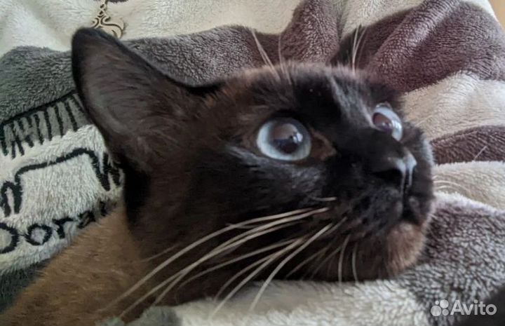 Кот ищет дом