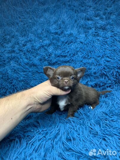 Шоколадный, длинношерстный мальчик чихуахуа