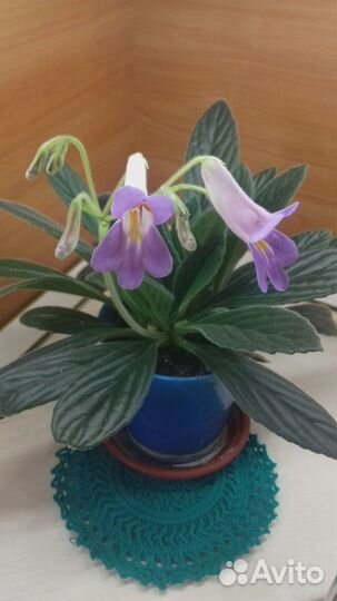 Хирита.Листики с корнями