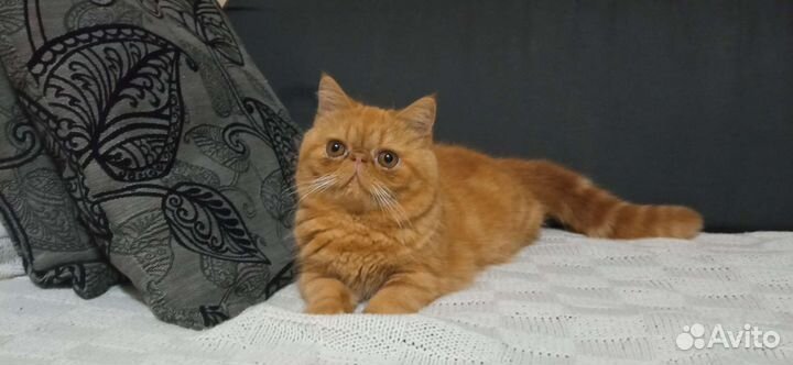 Котик экзот