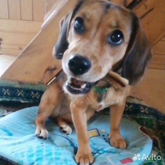 Передержка кошек&собак