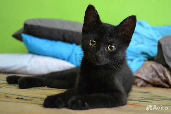 Котенок черный бесплатно