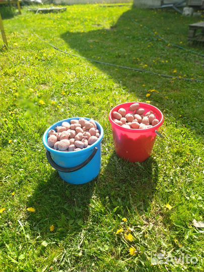 Семенной картофель