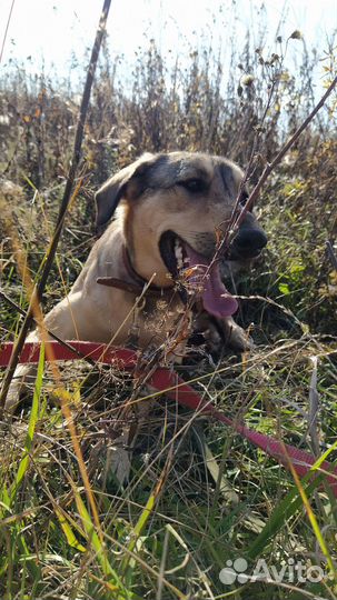 Собака в добрые руки, Дафна