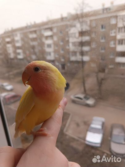 Птенец попугая неразлучника (2мес)