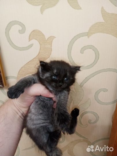 Отдам даром бесплатно в дар