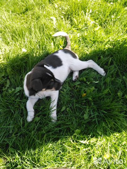 Щенки в добрые руки