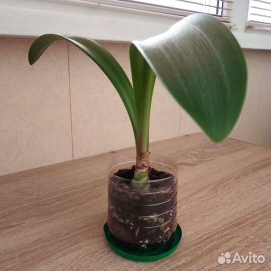 Гиппеаструм