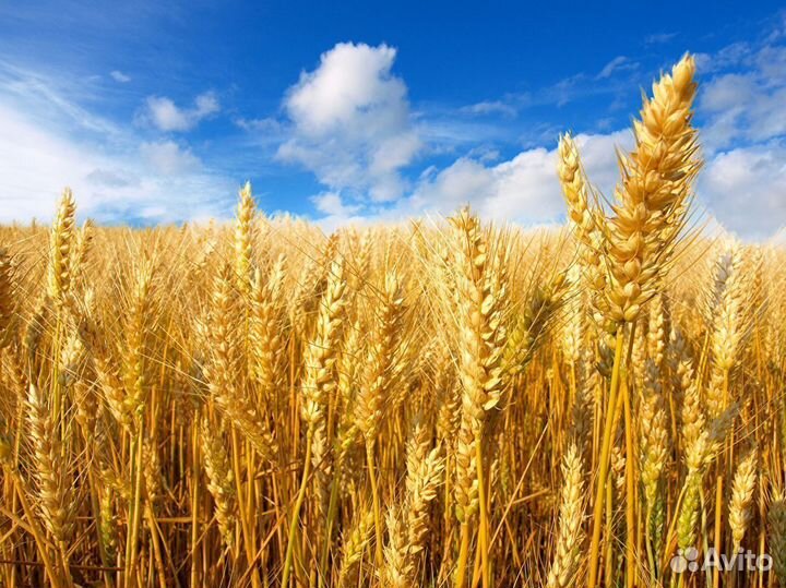 Инвестиции бизнес. Прибыль 4.5 млн в год