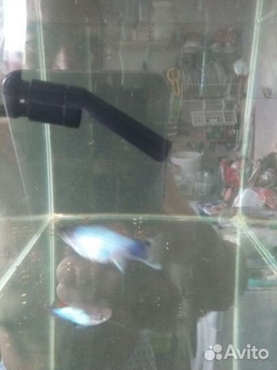 Гуппи Пецилия