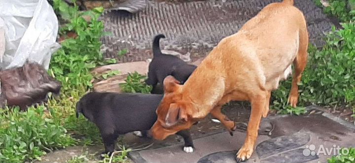 Собака маленькая порода