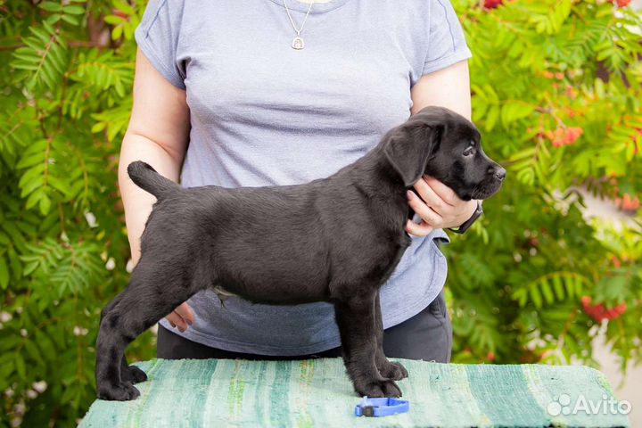 Лабрадор-ретривер черный, щенок кобель 4 мес