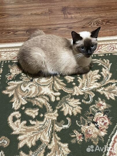 Тайские котята