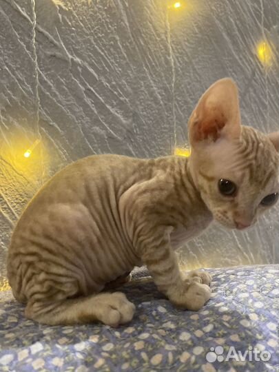 Донской сфинкс девочка