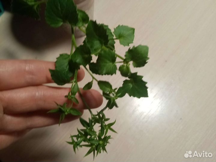 Кампанула биколор