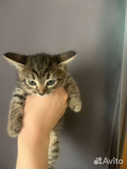 Кошка в дар