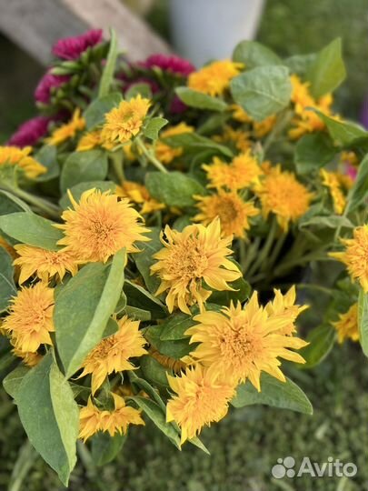 Подсолнечник декоративный срезка