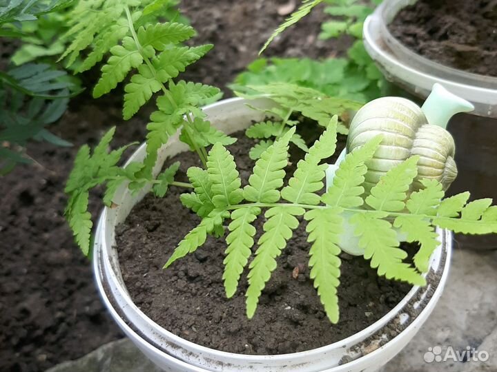 Папоротник садовый