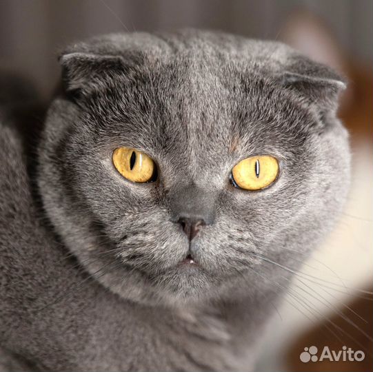 Британская кошечка Лорел в добрые руки