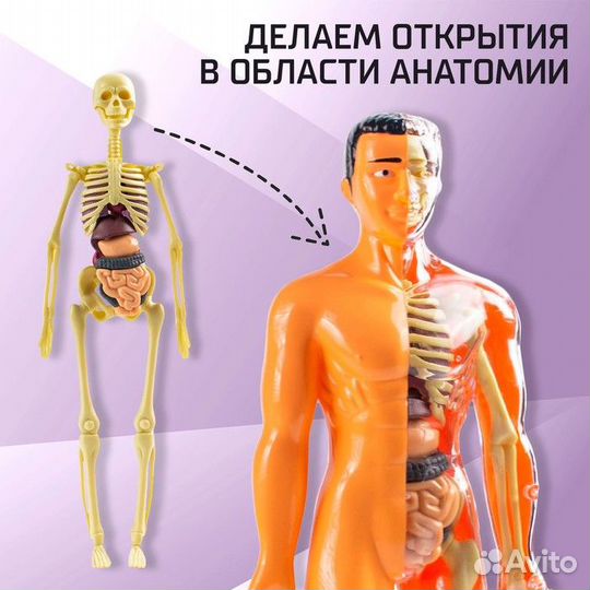 Набор для опытов, анатомия человека