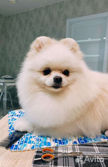 Немецкий шпиц вязка