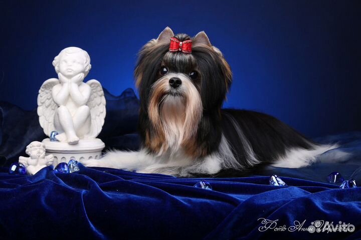 Бивер вязка