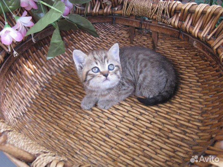 Продается британский плюшевый котенок