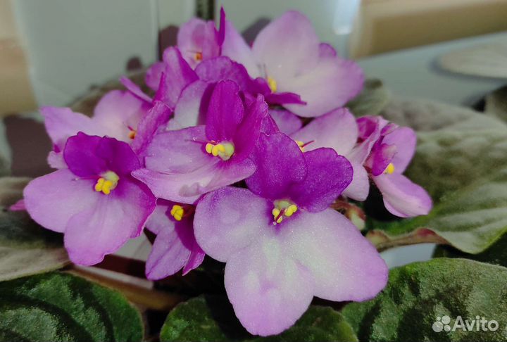 Цветущие фиалки