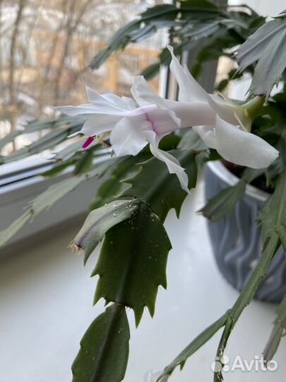 Декабрист / Шлюмбергера (белый, 3 года)