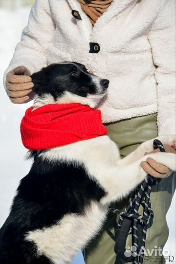 Джек в добрые руки