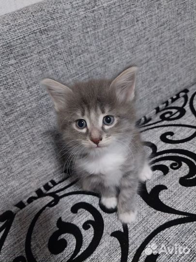 Котятки в добрые руки