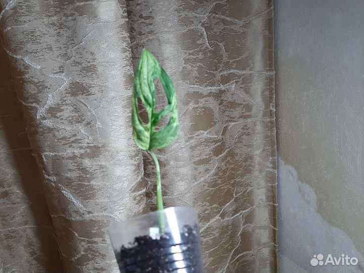 Монстера Adansonii Indonesia mint