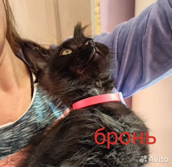 Котята мейн-кун