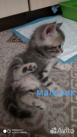Шотландские котята