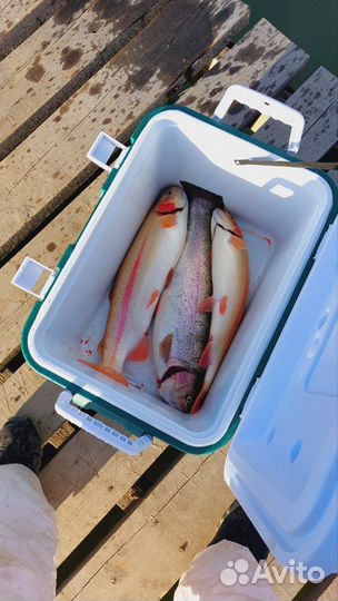 Форель свежая с водоема (выезд 01.09.23)