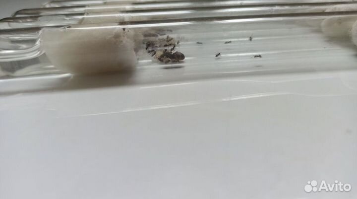 Муравьи lasius niger