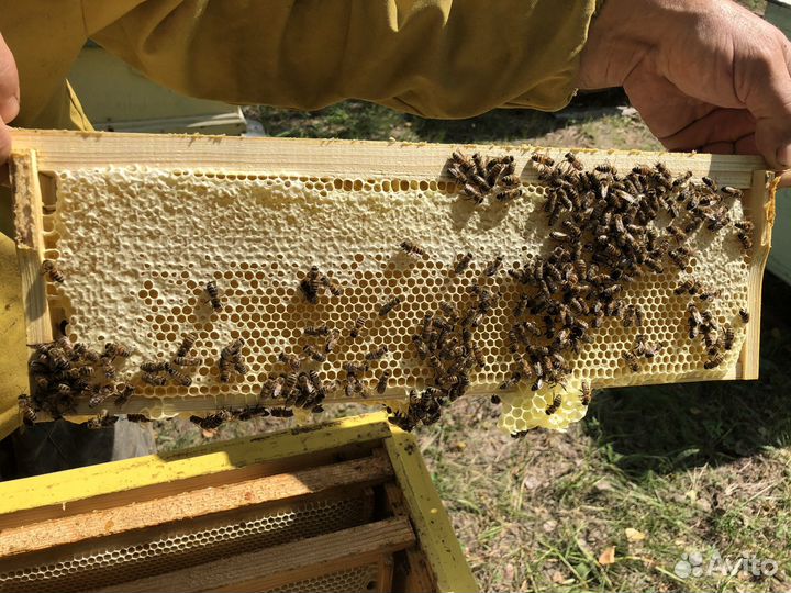 Мед оптом из Алтая