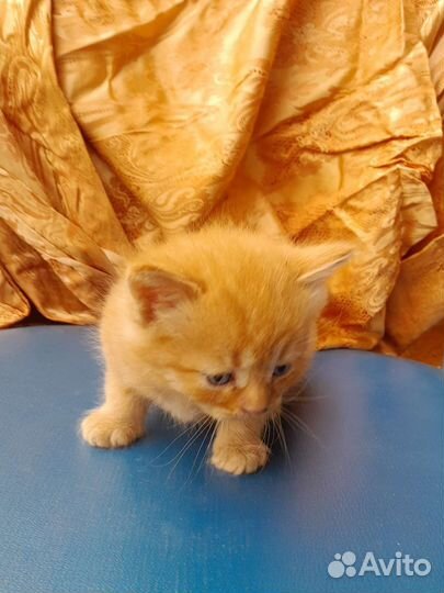 Котята в добрые руки бесплатно