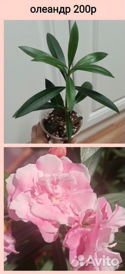 Комнатные растения