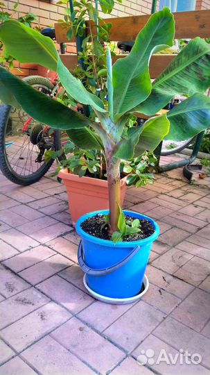 Комнатный банан плодоносящий