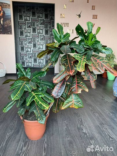 Кротон 100см