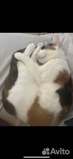 Кошка бесплатно