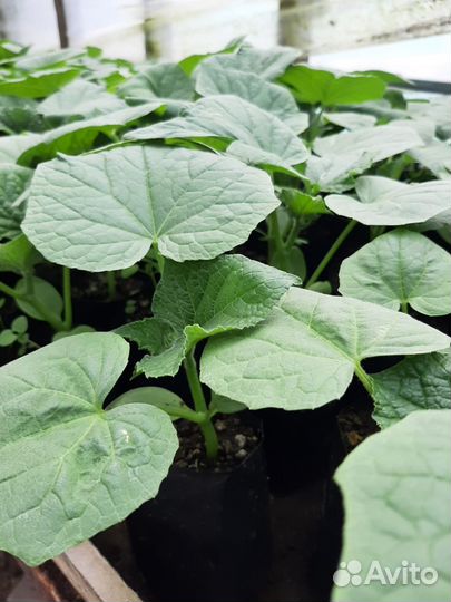 Рассада огурцов