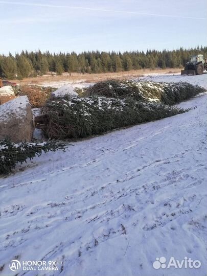 Ель крупномер 7,6 m