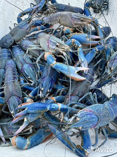 Австралийский красноклешневый рак