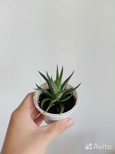 Хавортия суккулент