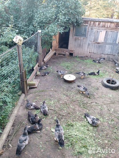 Гусята, утята,есть побольше