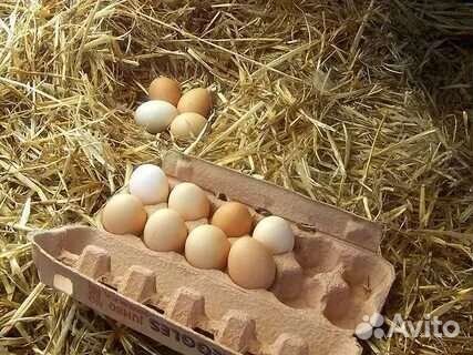 Домашние куриные яйца, гусиные яйца