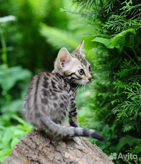 Бенгальский котенок