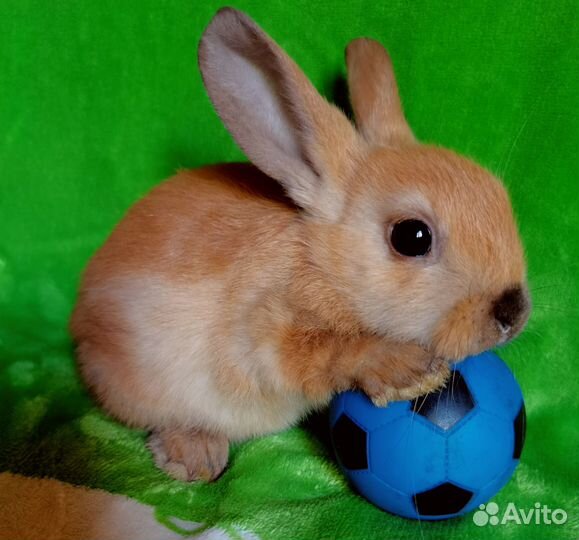 Карликовые кролики